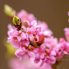  Harilik näsiniine õis (Daphne mezereum)