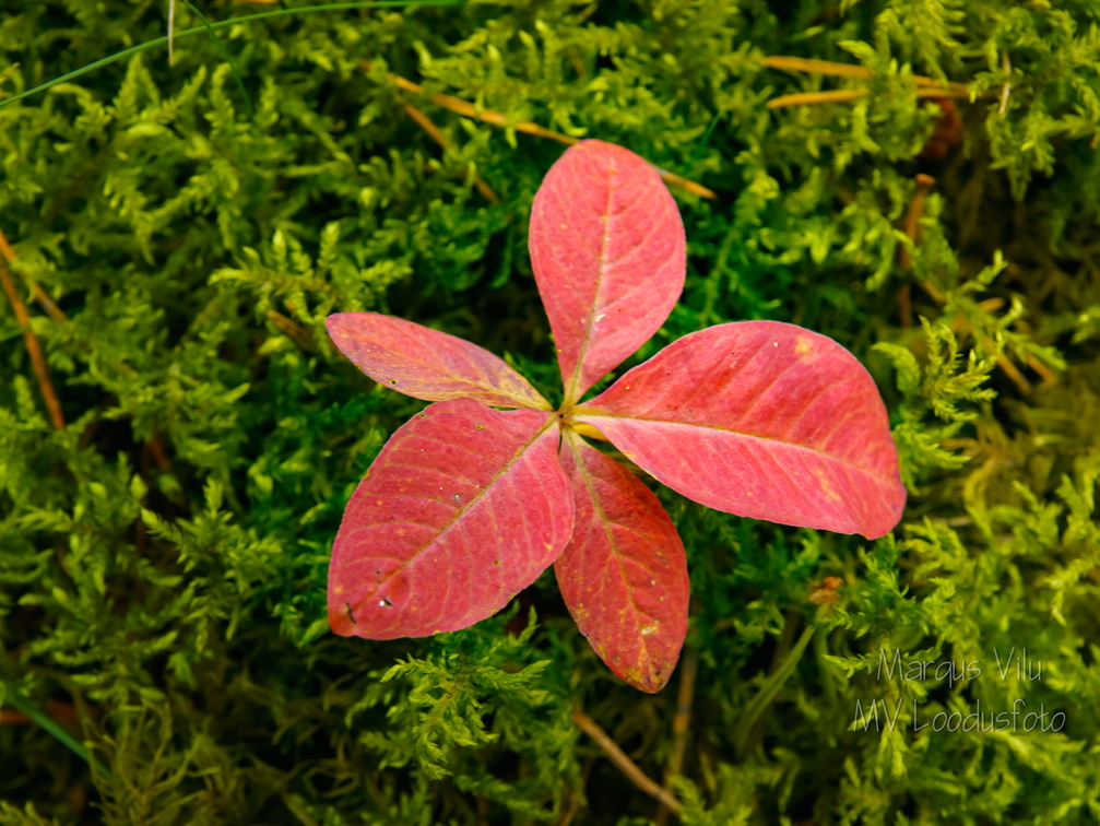  Punaste lehtedega taim keset rohelist sammalt