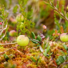  Veel rohelised jõhvikad