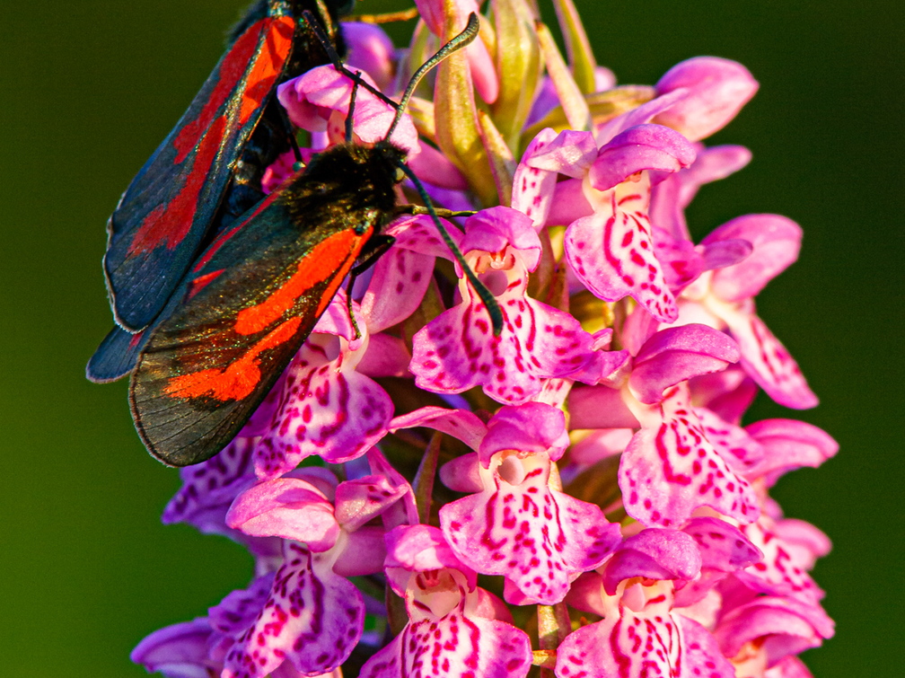  Aasa-verikireslased Kahkjaspunane sõrmkäpal (Dactylorhiza incarnata)