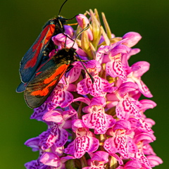  Aasa-verikireslased Kahkjaspunane sõrmkäpal (Dactylorhiza incarnata)