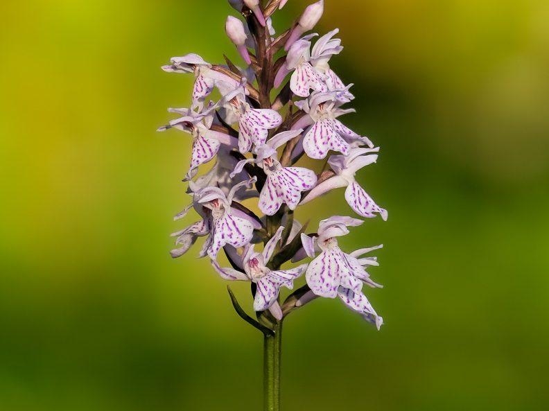 Kuradi-sõrmkäpp (Dactylorhiza maculata)