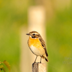   Kadakatäks posti otsas (Saxicola rubetra)
