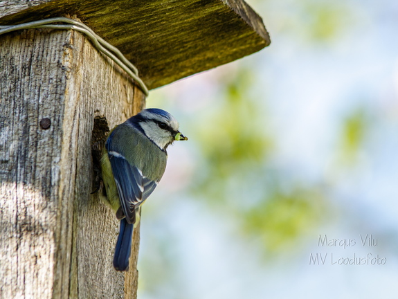   Sinitihane pesakasti juures (1Cyanistes caeruleus)