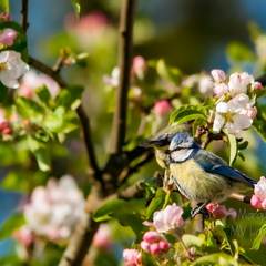  Sinitihane (1Cyanistes caeruleus)