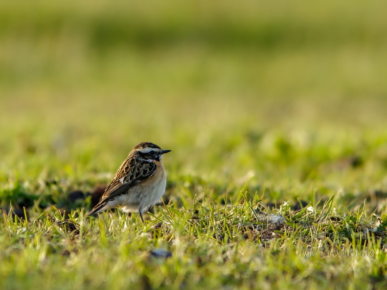  Kadakatäks (Saxicola rubetra)