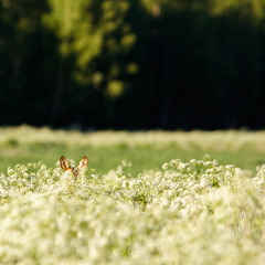  Kellegi kõrvad paistavad-  Metskits, ka kaber (Capreolus capreolus) 