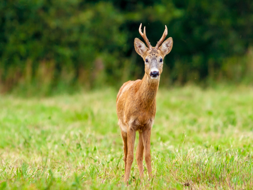  Kes seal on?  Metskits, ka kaber (Capreolus capreolus) 