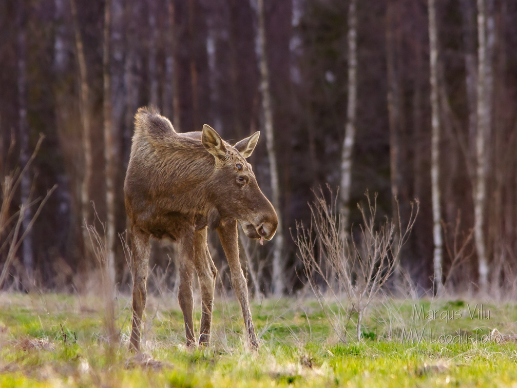 Põder näitab fotograafile keelt