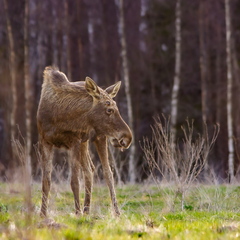 Põder näitab fotograafile keelt