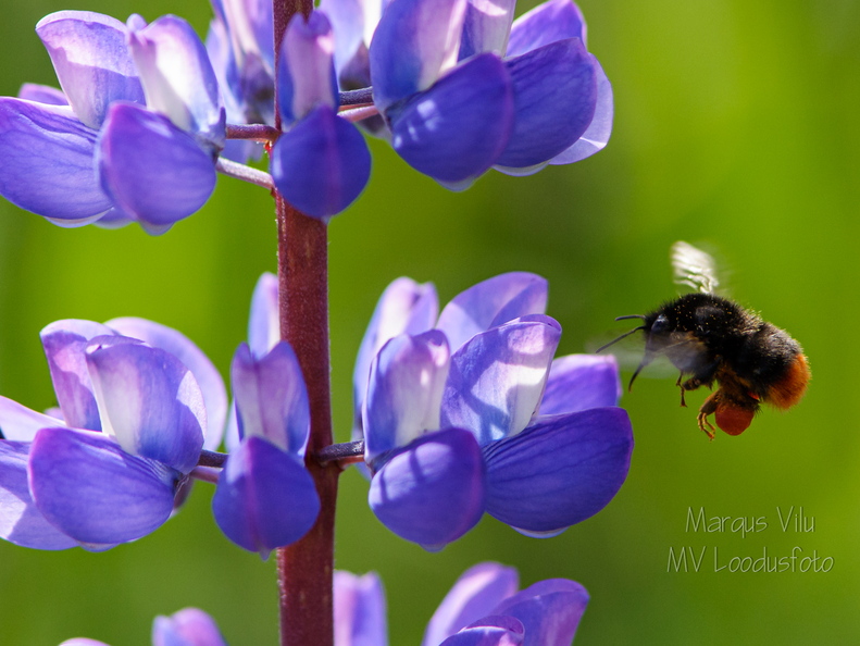  Kimalane ehk maamesilane, metsmesilane õiele lendamas