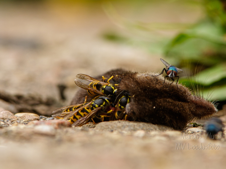  Herilaste pidusöök