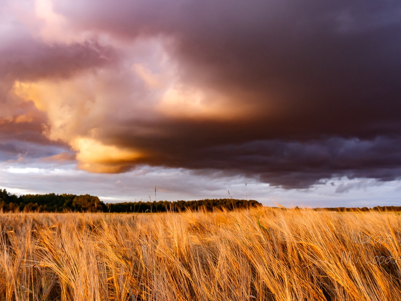  Äikesepilv viljapõllu kohal