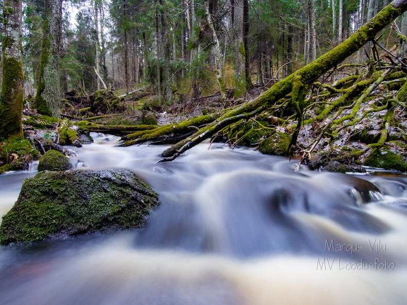 Mässlev oja sügavas metsas