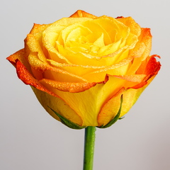   Portree punakas-kollasest roosist