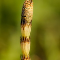  Põldosi (Equisetum arvense) 
