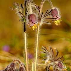  Aas-karukell (Pulsatilla pratensis)