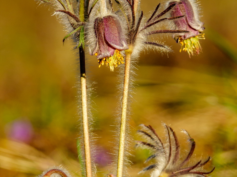  Aas-karukell (Pulsatilla pratensis)
