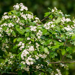  Harilik viirpuu (Crataegus rhipidophylla)