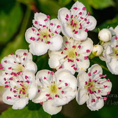  Harilik viirpuu (Crataegus rhipidophylla)