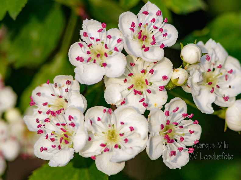  Harilik viirpuu (Crataegus rhipidophylla)