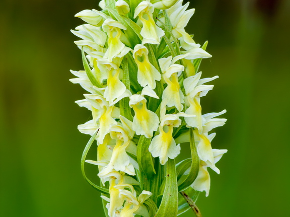 Kollakas sõrmkäpp (Dactylorhiza incarnata subsp. ochroleuca)
