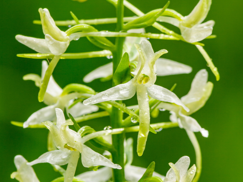   Ööviiuli ehk kahelehelise käokeele (Platanthera bifolia) õied
