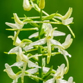   Ööviiuli ehk kahelehelise käokeele (Platanthera bifolia) õied