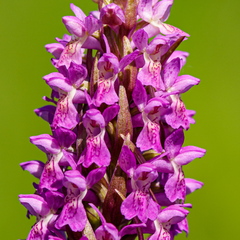 Kahkjaspunane sõrmkäpp (Dactylorhiza incarnata)
