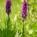 Kahkjaspunane sõrmkäpp (Dactylorhiza incarnata)