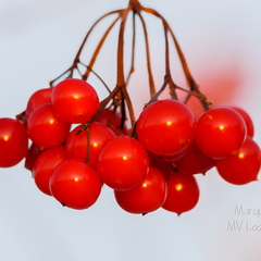 Punased pihlaka marjad