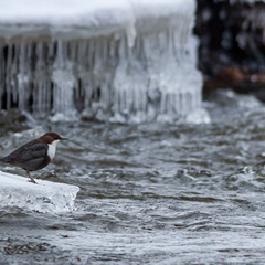   Vesipapp toitu jahtimas