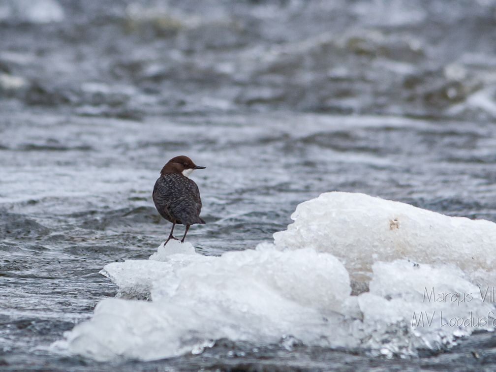   Vesipapp toitu jahtimas