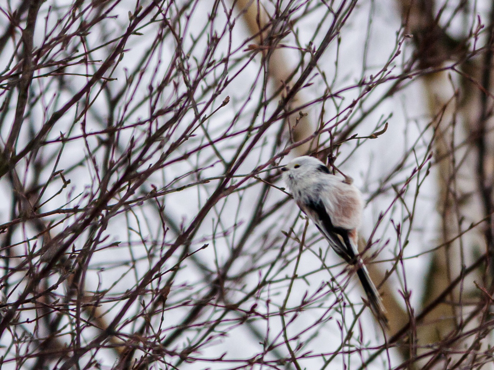  Lumelind ehk sabatihane