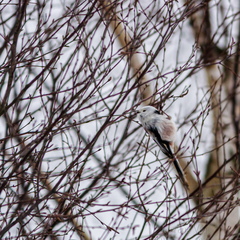  Lumelind ehk sabatihane