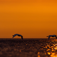  Luiged lennus päikeseloojangus