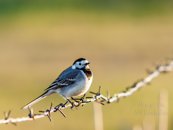  Linavästrik (Motacilla alba) okastraadil