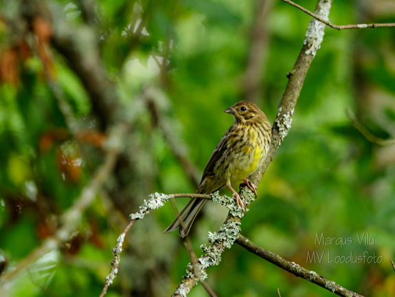  Talvike (Emberiza citrinella) oksal