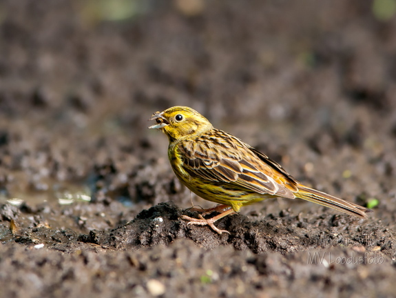  Talvike (Emberiza citrinella) mudas