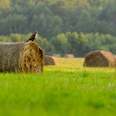 Hiireviu kontrollib kullipilguga heinamaad