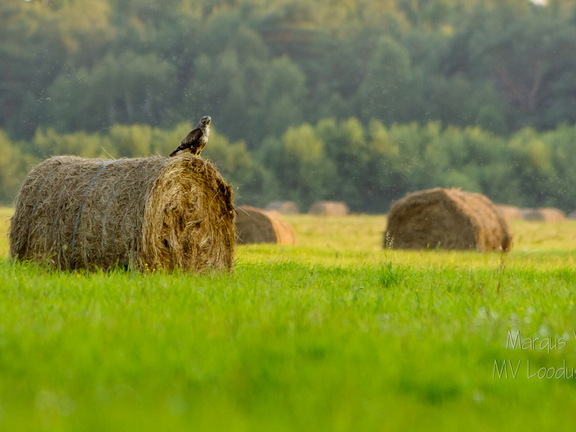Hiireviu kontrollib kullipilguga heinamaad