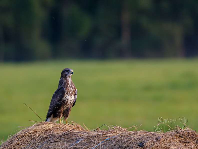 Hiireviu (Buteo buteo) heinapallil