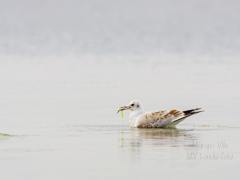 Kajakas kalaga (kalakajakas)