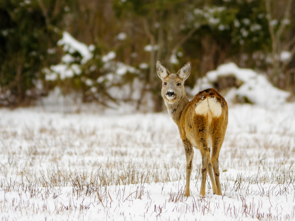  Metskits ehk kaber (Capreolus capreolus)