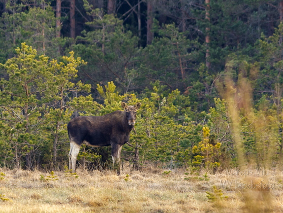  Põder (Alces alces)