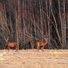  Punahirv (Cervus elaphus)