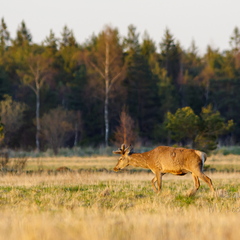  Noorhärra jalutamas (hirv)
