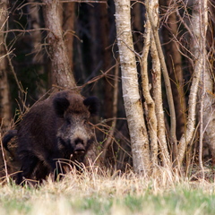  Metsast välja sööma (metssiga)