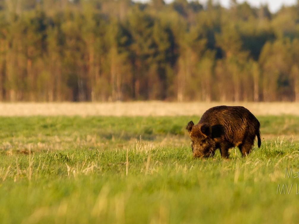  Metssiga (Sus scrofa) aasal