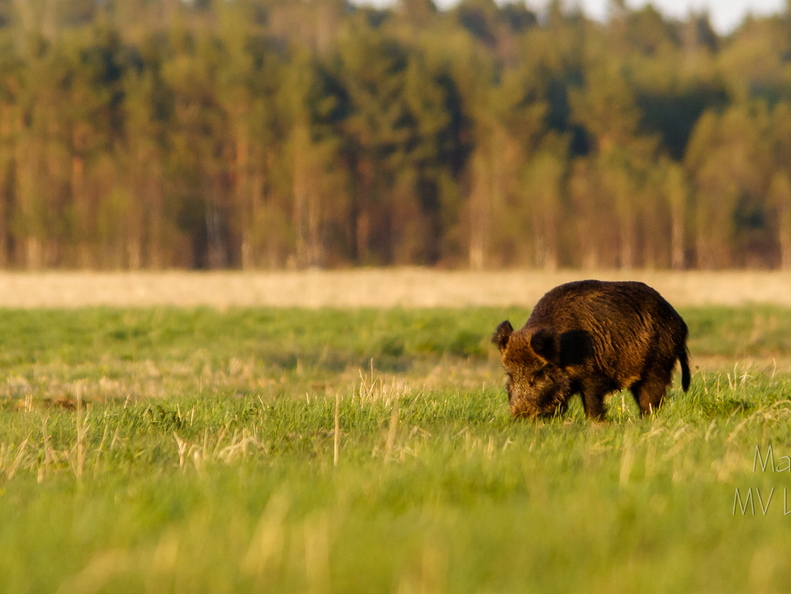  Metssiga (Sus scrofa) aasal